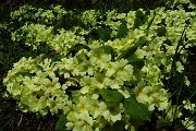 29 Primule gialle (Primula vulgaris)